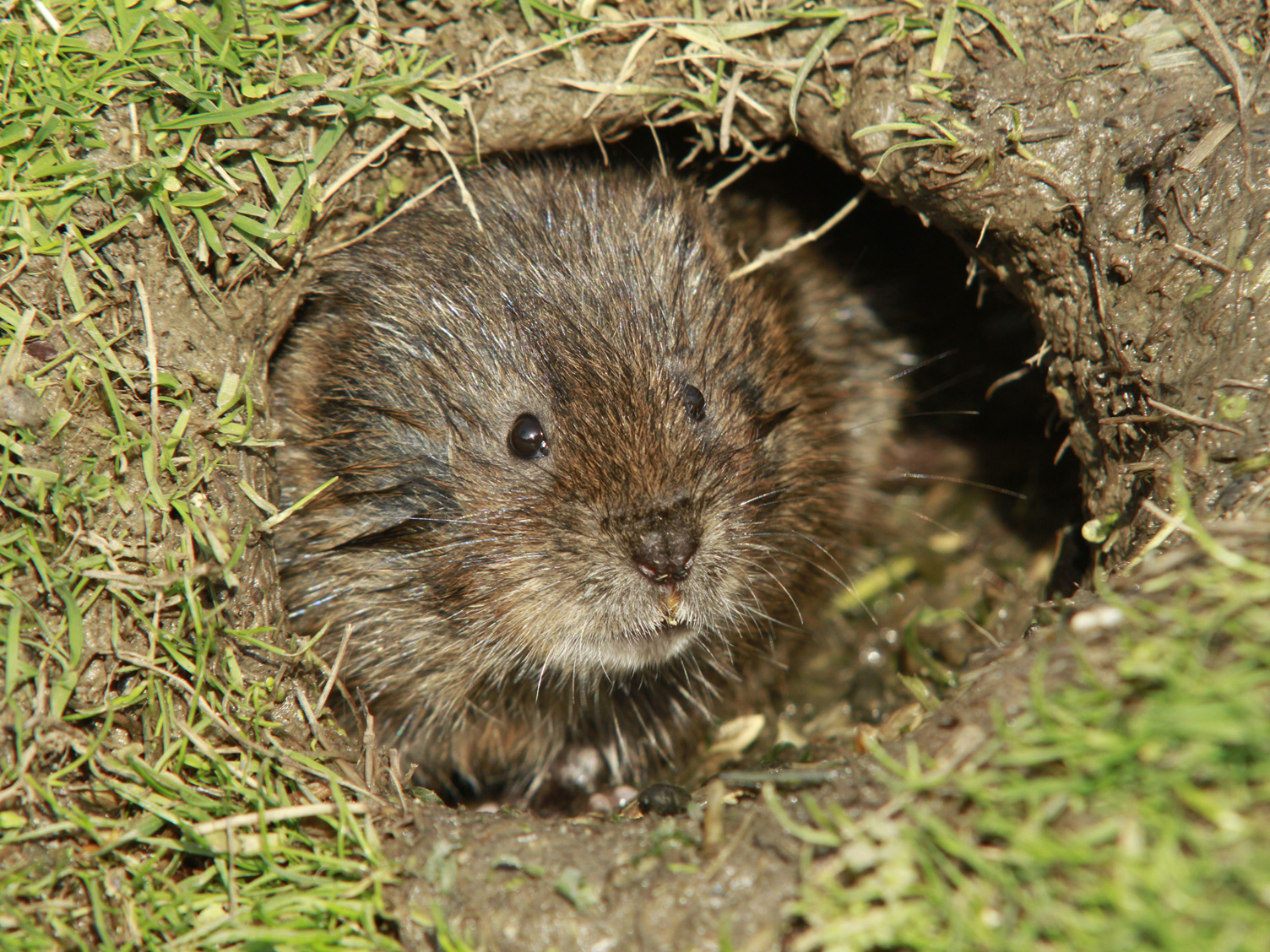 Feldmaus im Gemüsebeet bekämpfen Liebe Deinen Garten